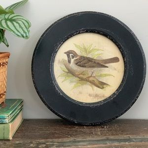 Framed vintage bird print